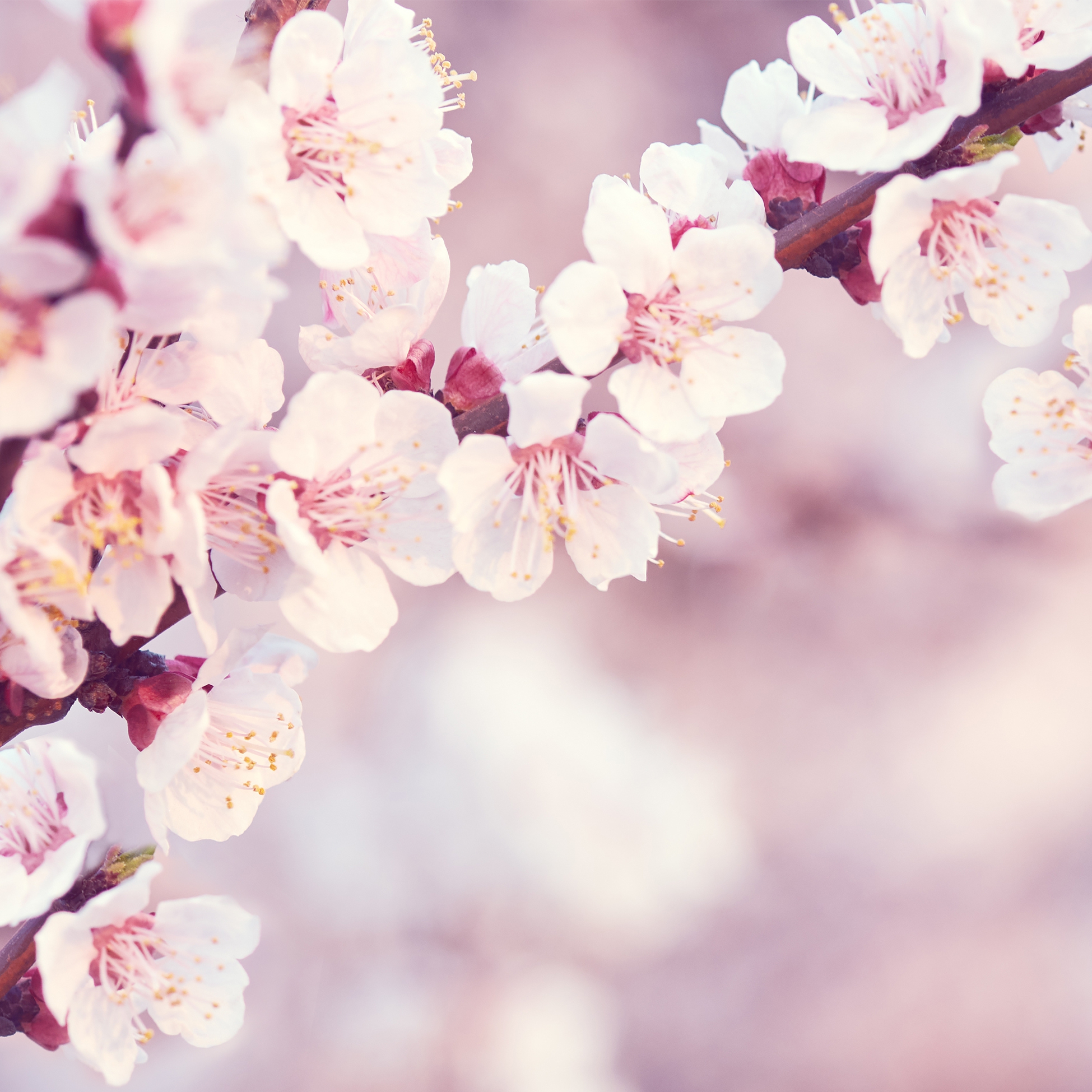 Servilletas 33x33 cm Atelier -  Sweet Cherry Blossom, Cerezos en flor,  Flores,  Plantas
