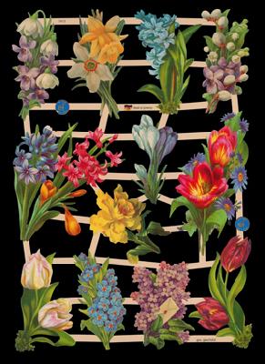 immagini lucide - Frühlingsblumen, Narcisi,  tulipani