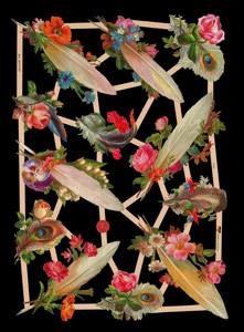 immagini lucide - Federn, Rose,  piume