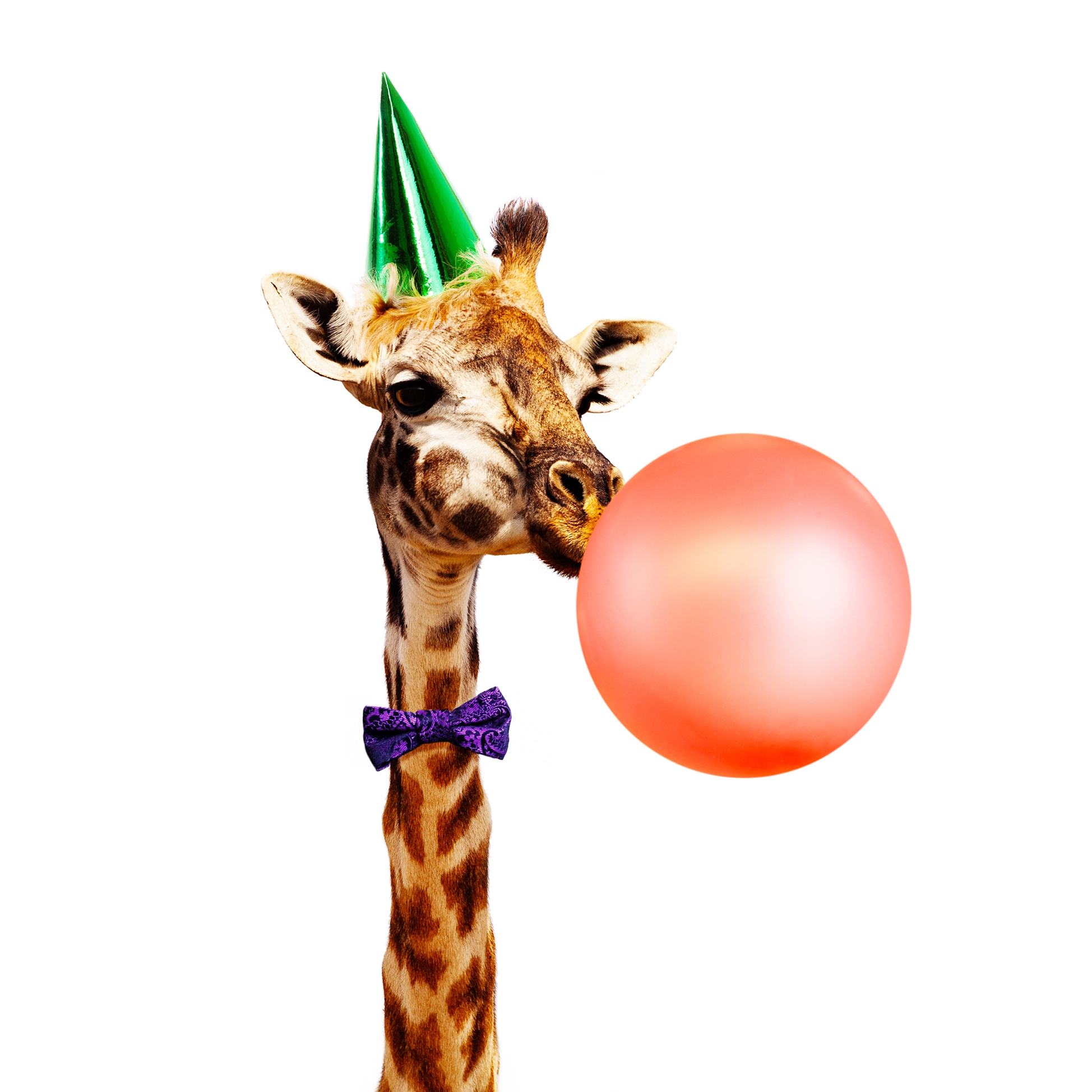 Servilletas 33x33 cm - birthday giraffe, Fiesta,  Globos,  Jirafas,  Celebración,  Fiesta,  Cumpleaños,  Globo,  Animales,  Eventos