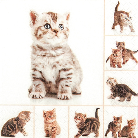 Servietten 33x33 cm - Meow, Katzen
