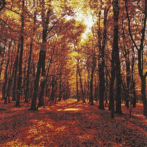 Tovaglioli 33x33 cm - Autumn Forest