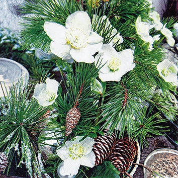 Servetten 25x25 cm - Winter Rose