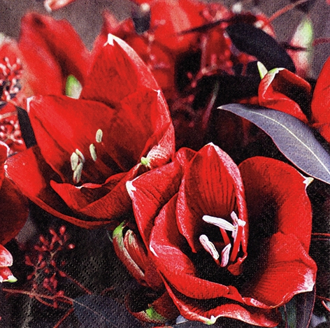 Napkins 33x33 cm - Classic Amaryllis