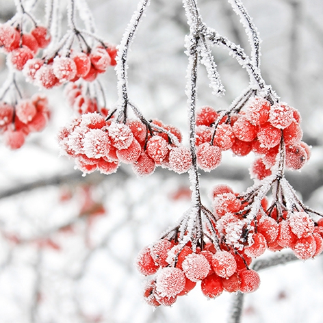 Serwetki 33x33 cm - Iced Berries