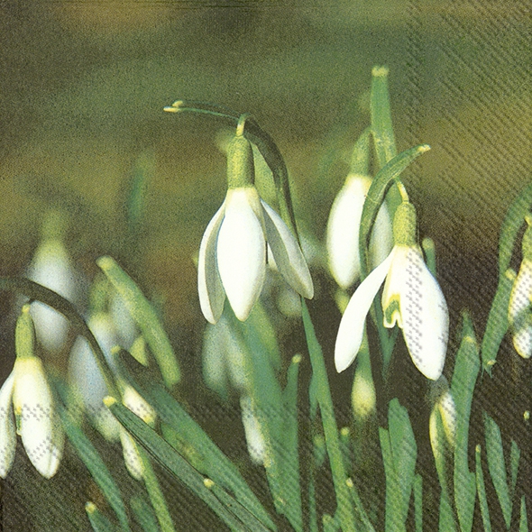 Servietten 33x33 cm - EARLY FLOWER MELODIES
