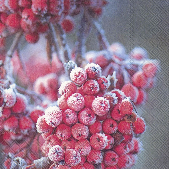 Guardanapos 33x33 cm - FROSTY BERRIES
