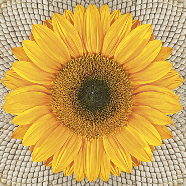 Servilletas 33x33 cm - Sunflower on Seeds