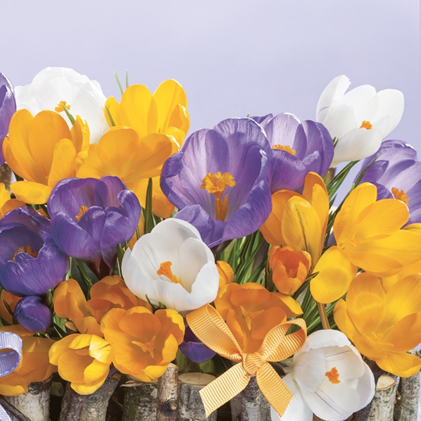 Servietten 33x33 cm - Collection of Crocuses, Krokus, Blumen Servietten 33x33 cm - Collection of Crocuses