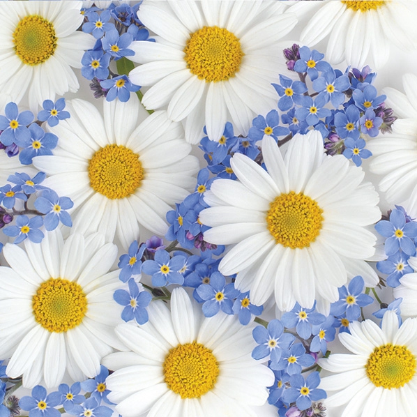 Serwetki 33x33 cm - Daisies and Forget-me-nots