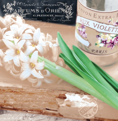 Servietten 25x25 cm - Printemps, Hyazinthen, Blumen Servietten 25x25 cm - Printemps