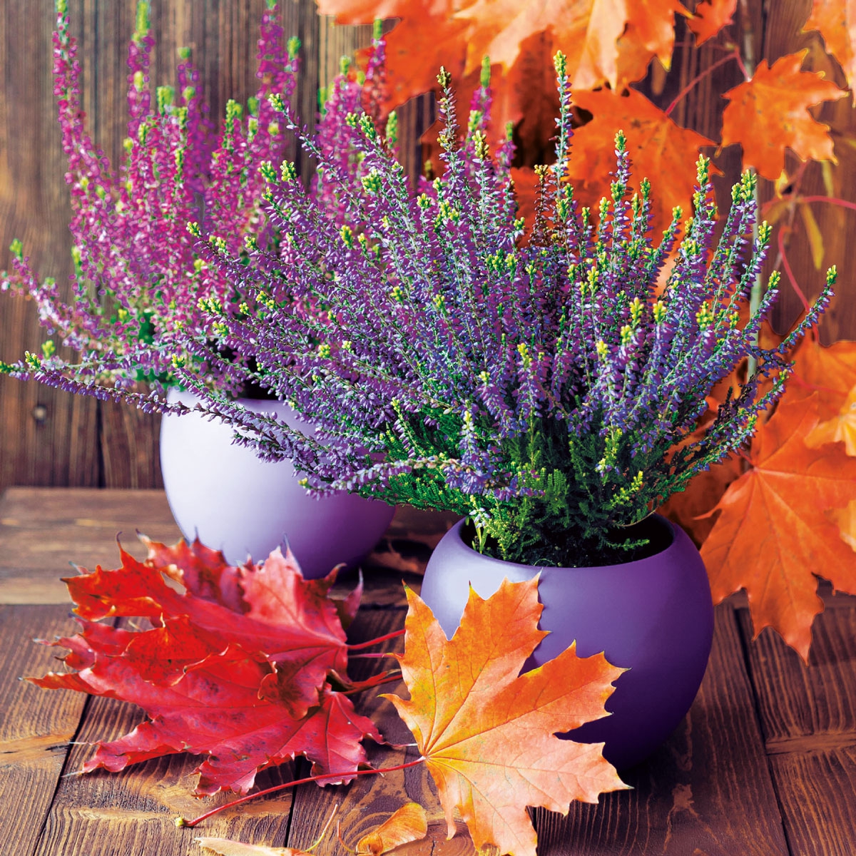 Guardanapos 33x33 cm - Claire, Erika, mescla, flores, planta Guardanapos 33x33 cm - Claire