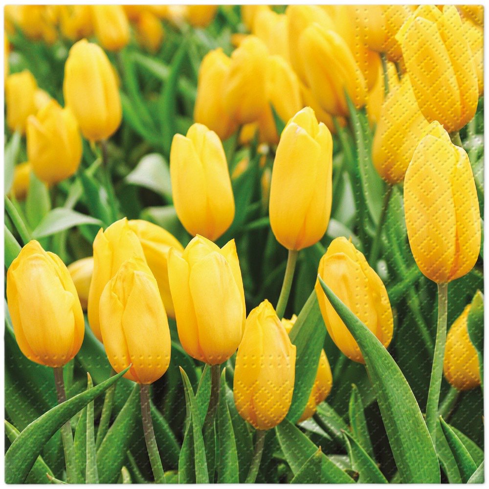 Servilletas 33x33 cm - Tulips Field