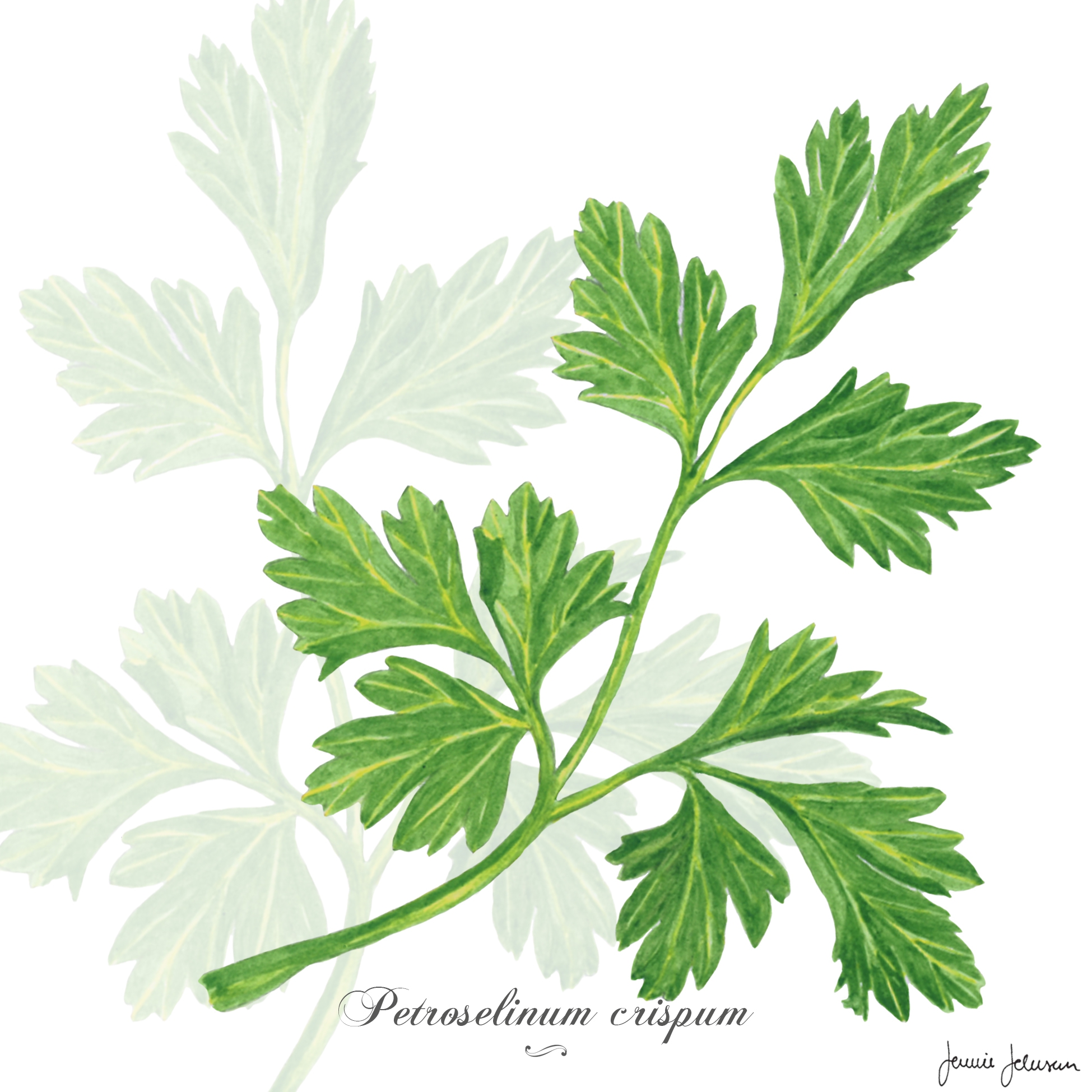 Servietten 33x33 cm - Parsley
