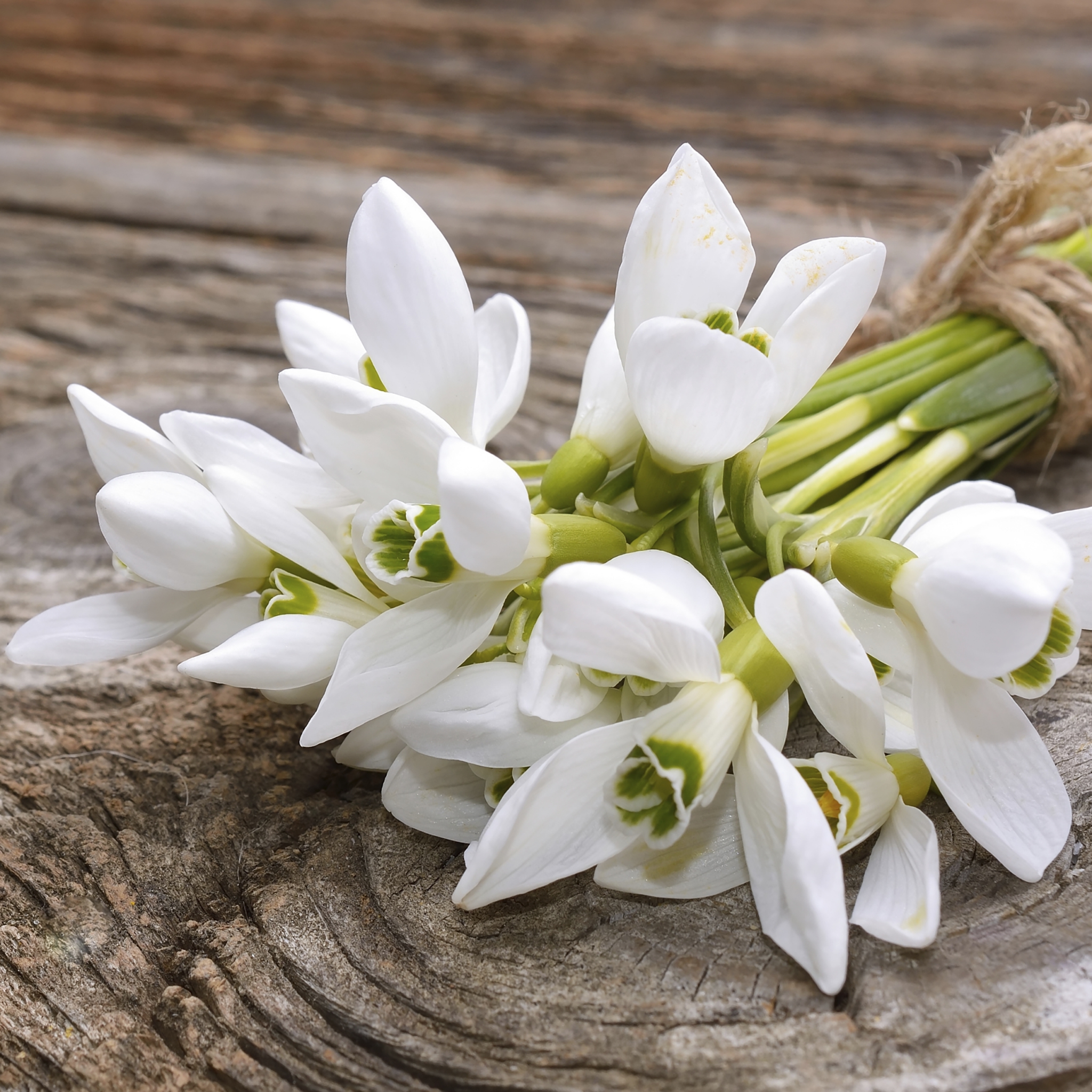 Napkins 33x33 cm - Snowdrop bunch