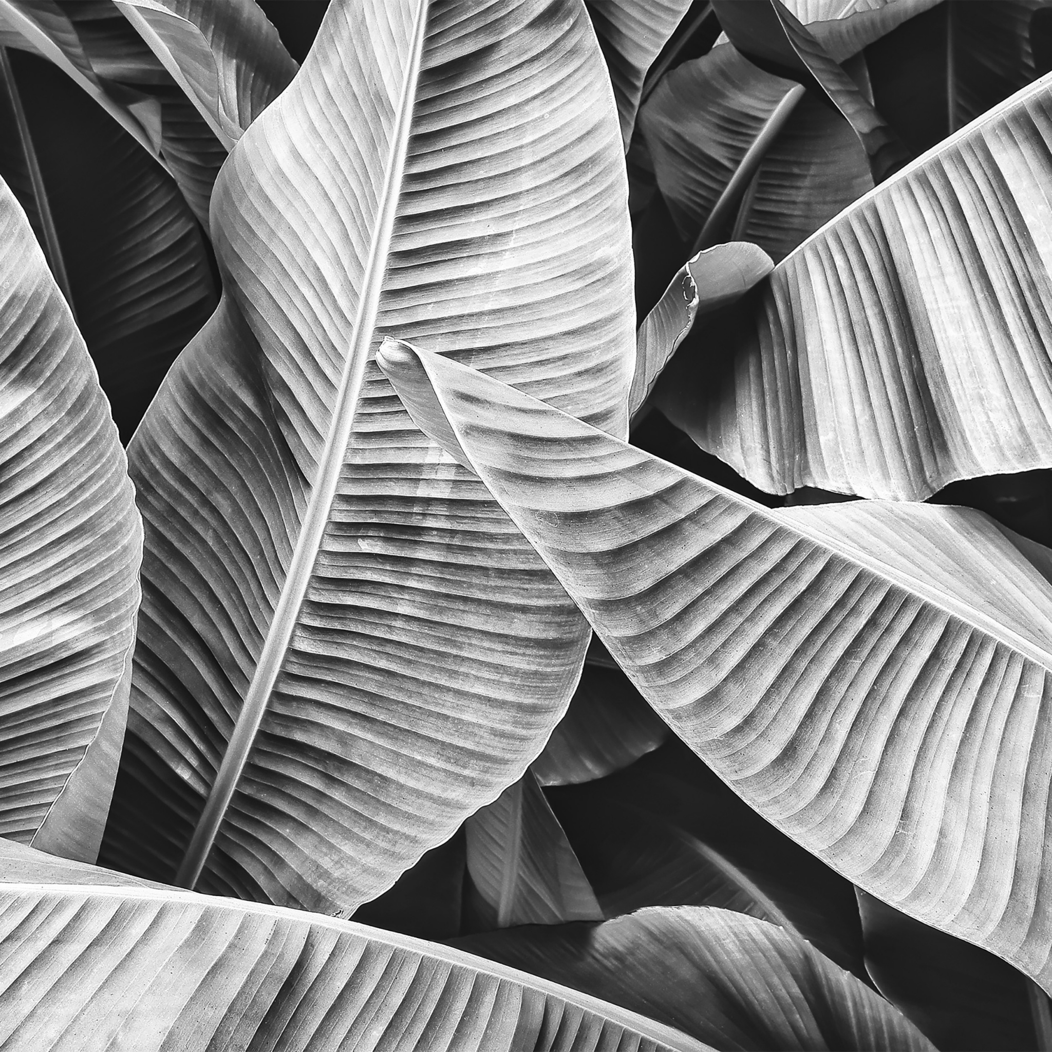 Guardanapos 33x33 cm - Big leaves