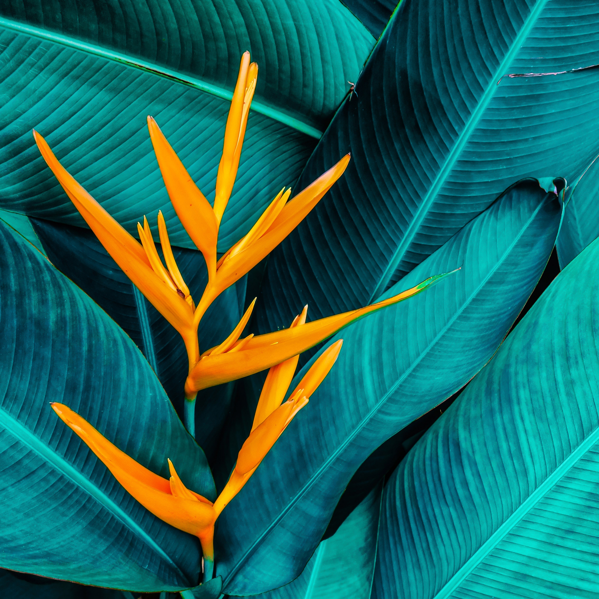 Guardanapos 33x33 cm - Paradise