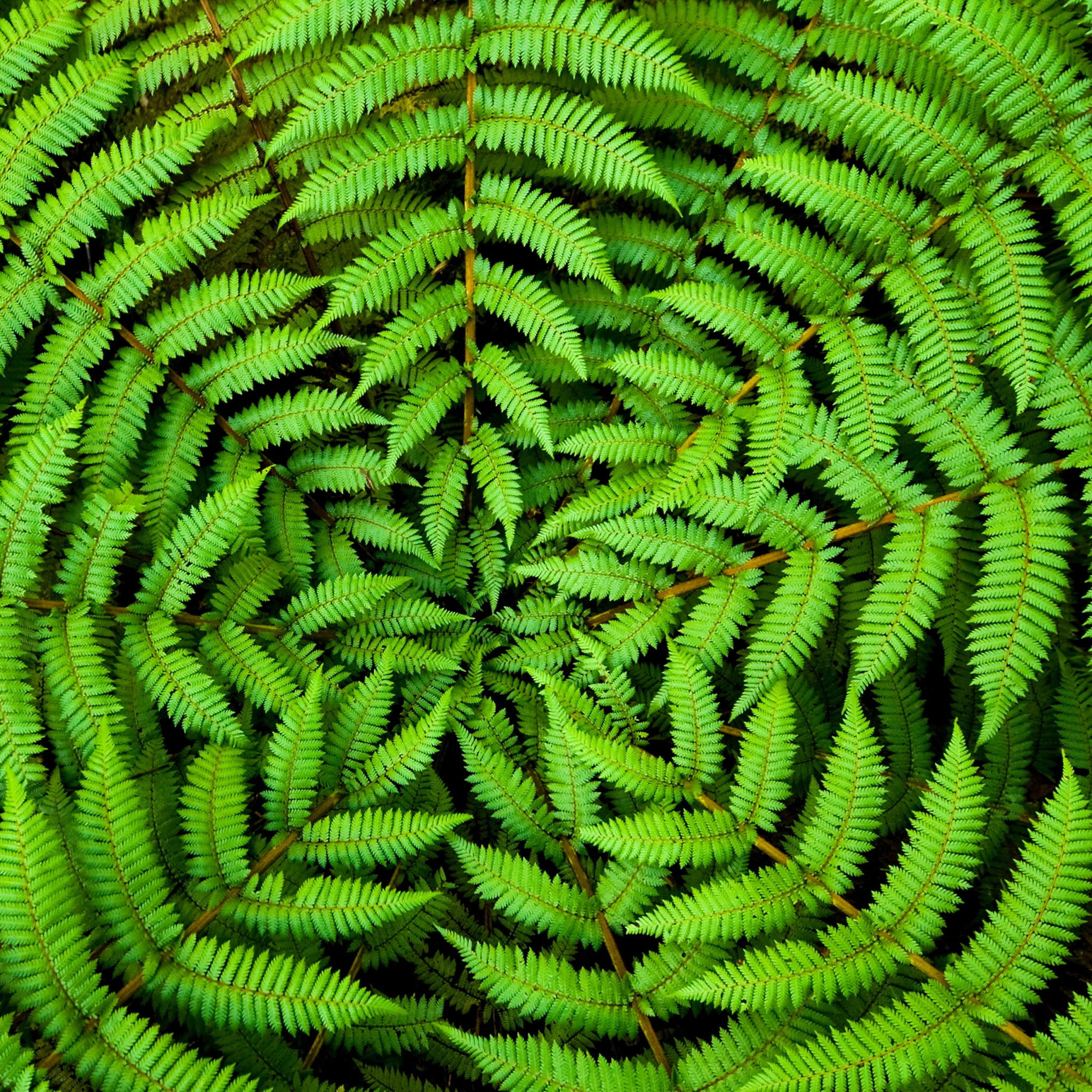 Napkins 33x33 cm - Circle Leaves