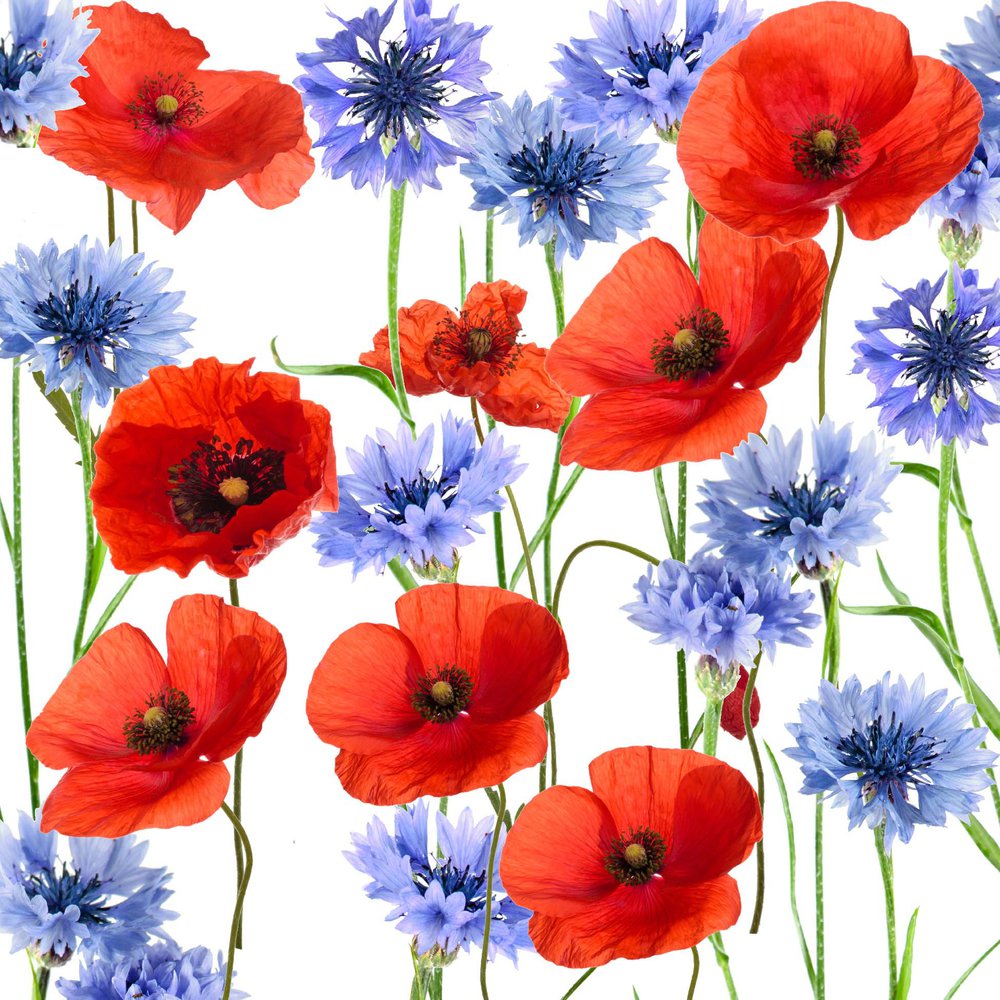 Napkins 24x24 cm - Summerfield