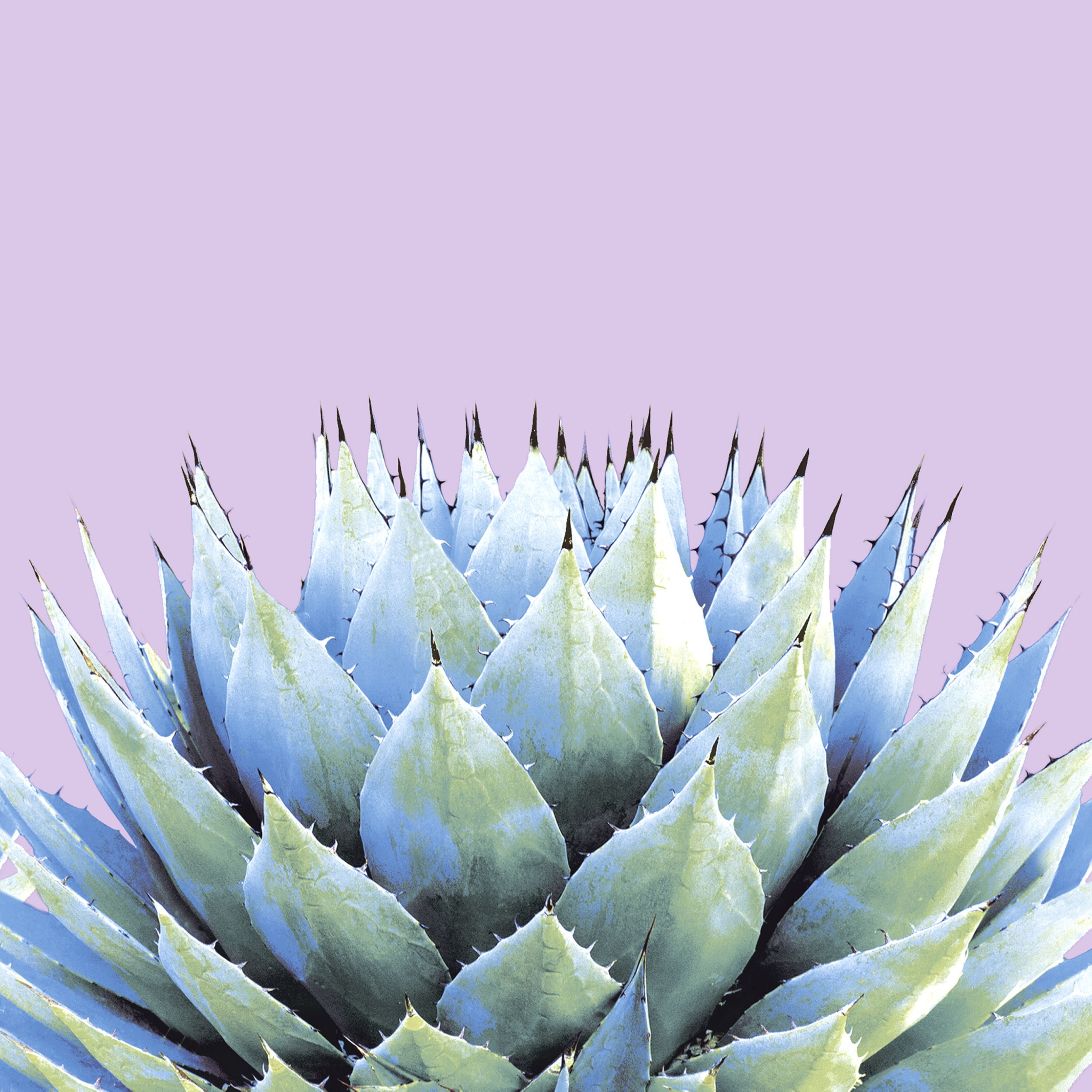 Napkins 33x33 cm - Cactus