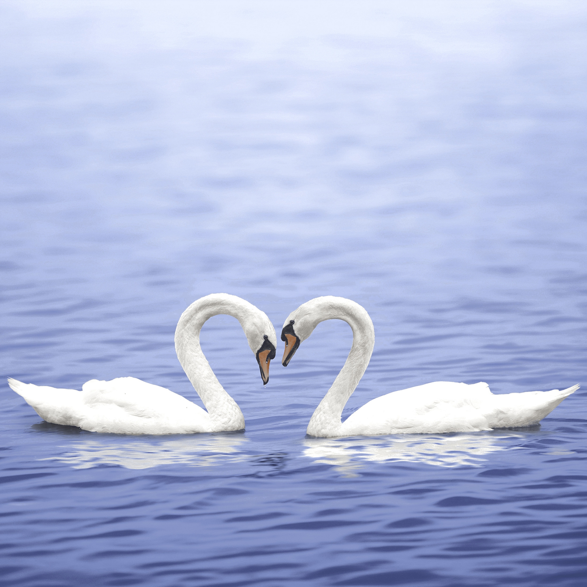 Servilletas 33x33 cm - Forever, cisnes, cisne, animales Servilletas 33x33 cm - Forever
