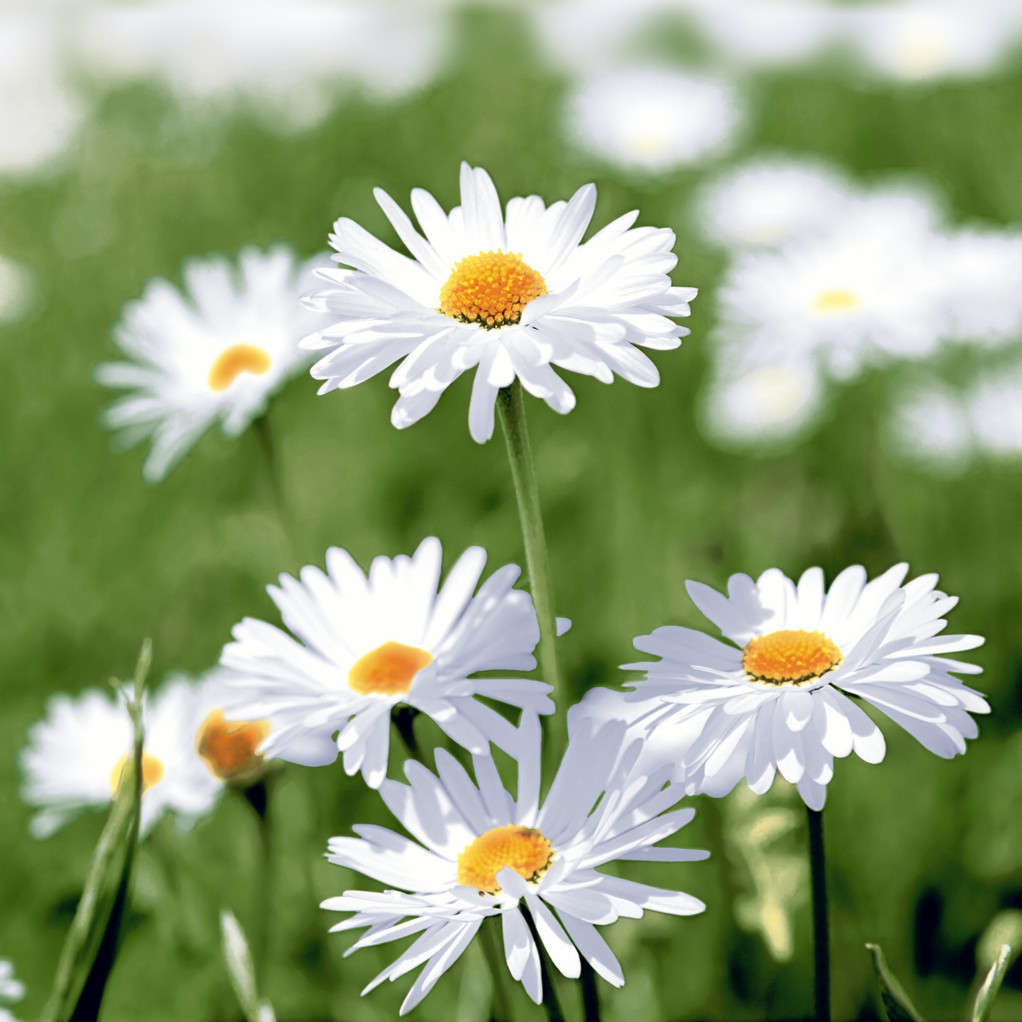 Napkins 33x33 cm - Full of daisies