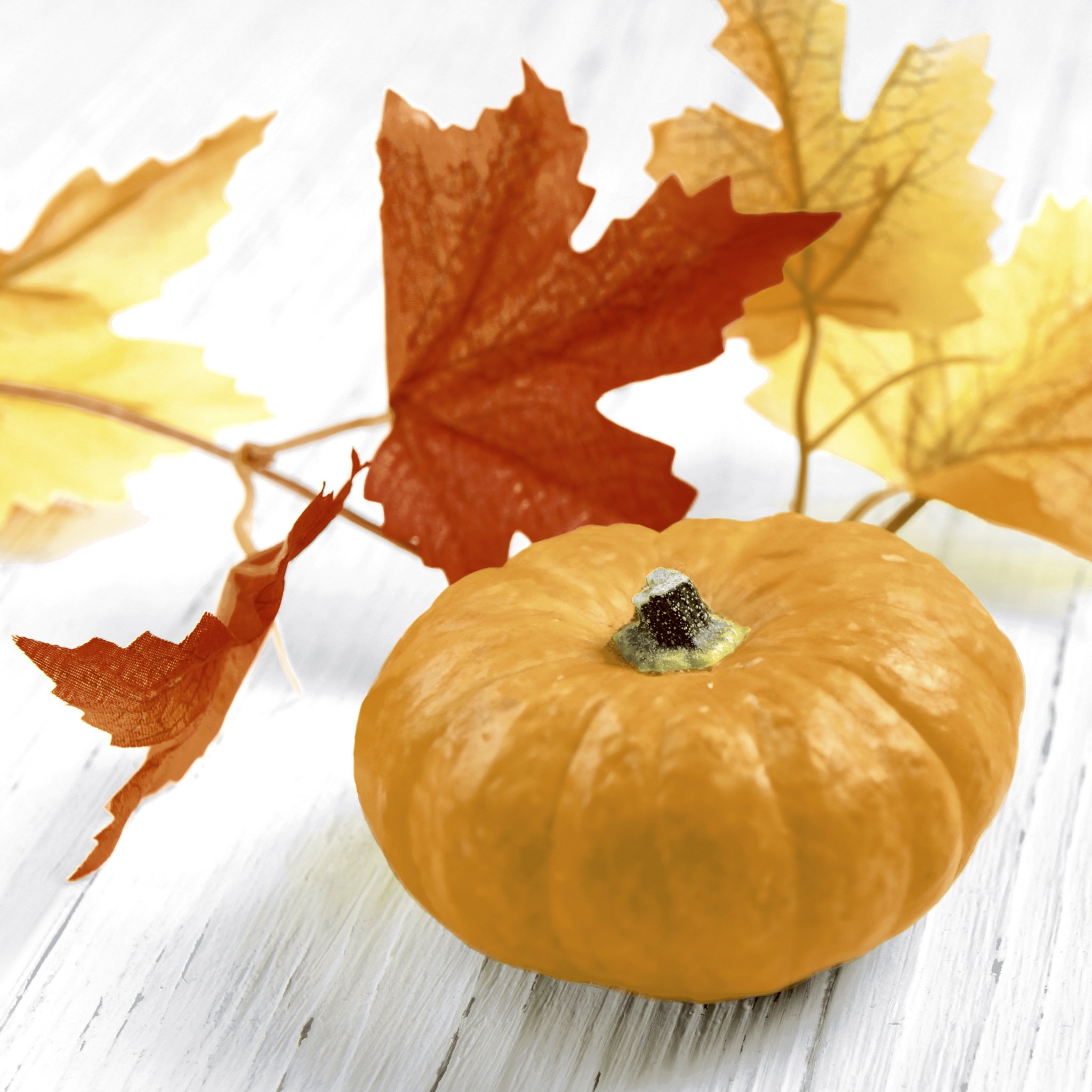 Servilletas 24x24 cm - Pumpkin Leaf, Hojas,  Calabazas,  Follaje,  Verduras