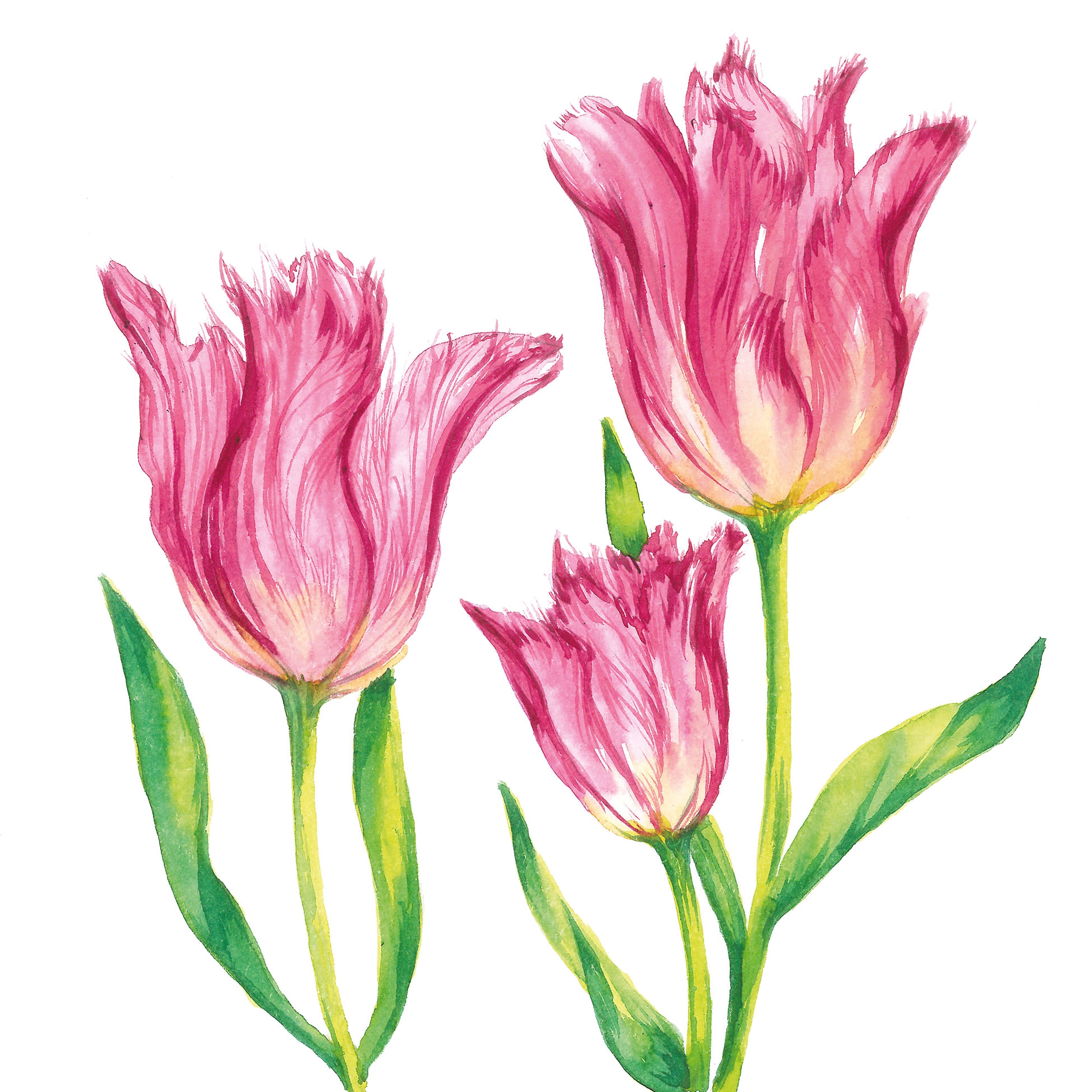 Tovaglioli 33x33 cm - Patagonia Napkin, Primavera,  Tulipani,  Primavera,  Fiori