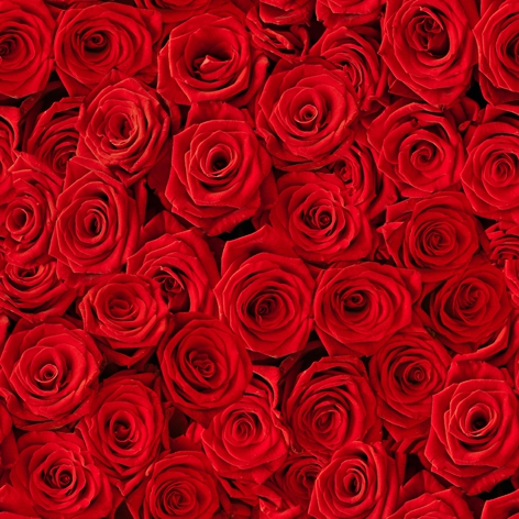 Servilletas 24x24 cm - Beaucoup de Roses, Rosas,  flores