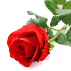 Servietten 24x24 cm - Rosa Nobile, Rosen,  Blumen