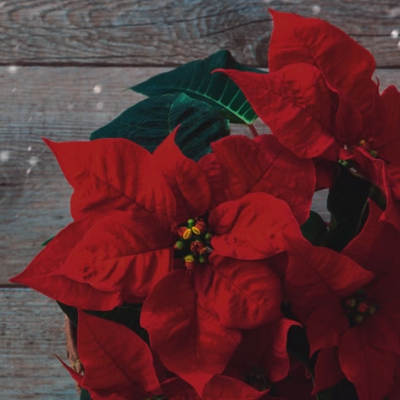 Servietten 33x33 cm - Poinsettia su Legno