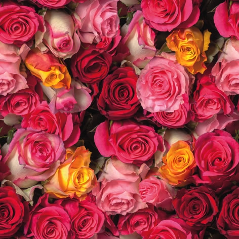 Napkins 33x33 cm - Rosas Coloridas, roses,  flowers
