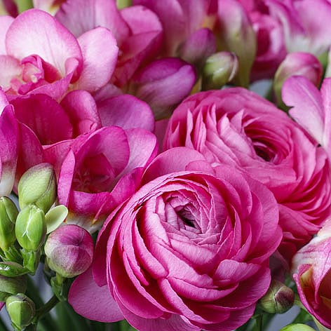 Servietten 33x33 cm - Freesia & Persian Buttercup pink