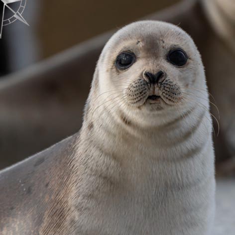Napkins 33x33 cm - Saddleback Seal