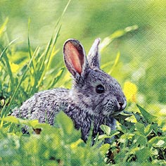 Napkins 33x33 cm - Rabbit in Grass