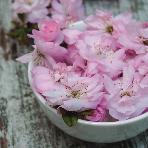Napkins 33x33 cm - Sakura Blossoms